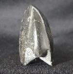 Manticoceras sp. HYATT 1884 - Bild &copy; FossNet FossilienStore